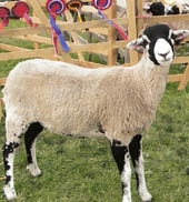 A prize-winning Swaledale Tup from Kathleen and Kenneth's farm